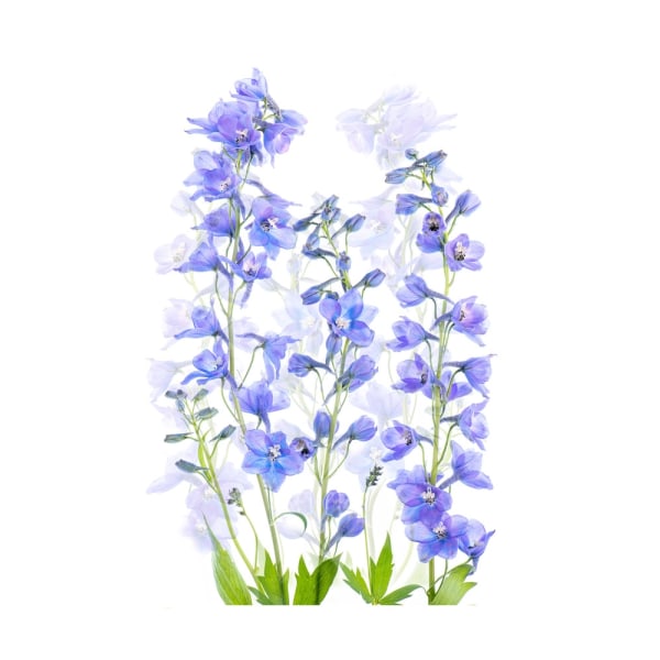 Delphinium MultiColor 50x70 cm