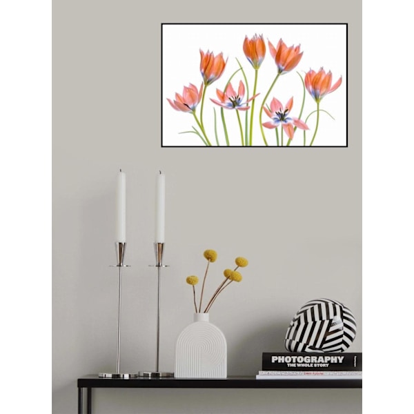 Aprikoosintulppaanit MultiColor 21x30 cm