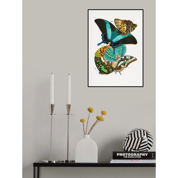 Butterflies 5 MultiColor 70x100 cm