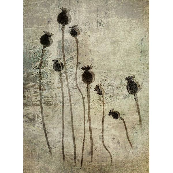 Poppy Seedlings MultiColor 21x30 cm