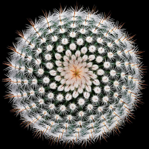 Notocactus Scopa MultiColor 30x40 cm