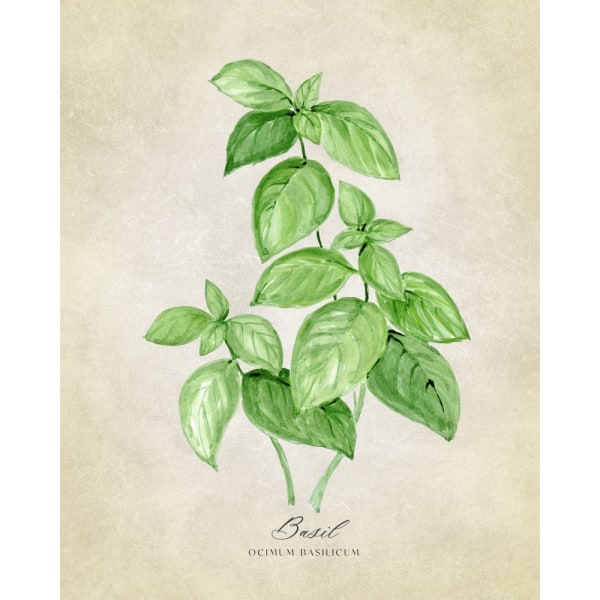 Basil Vintage MultiColor 70x100 cm