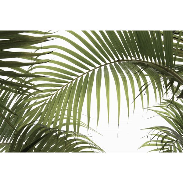 Palm Leaves Foliage Photo 01 MultiColor 70x100 cm