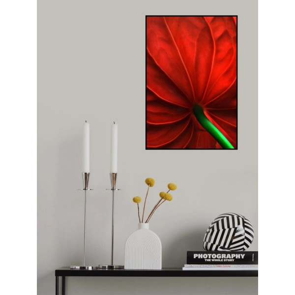 Anthurium-kukka MultiColor 21x30 cm