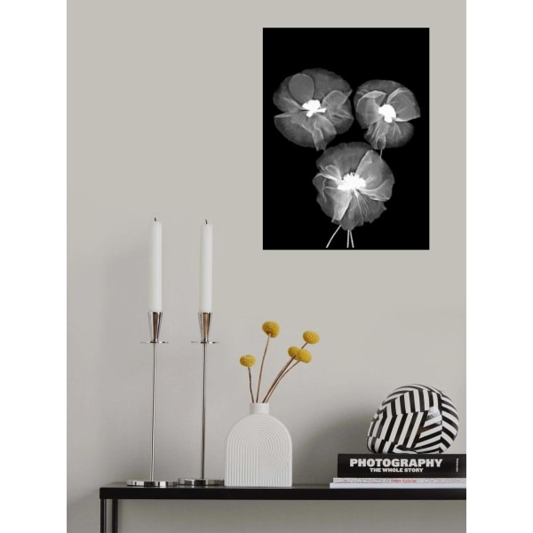 Black And White Delicate Flowers MultiColor 21x30 cm