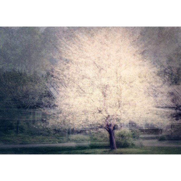 Apple Tree In Bloom MultiColor 30x40 cm