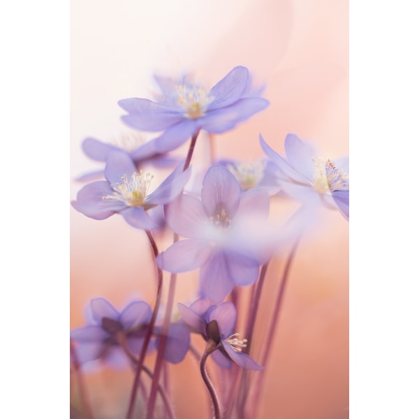 Spring Symphony MultiColor 21x30 cm