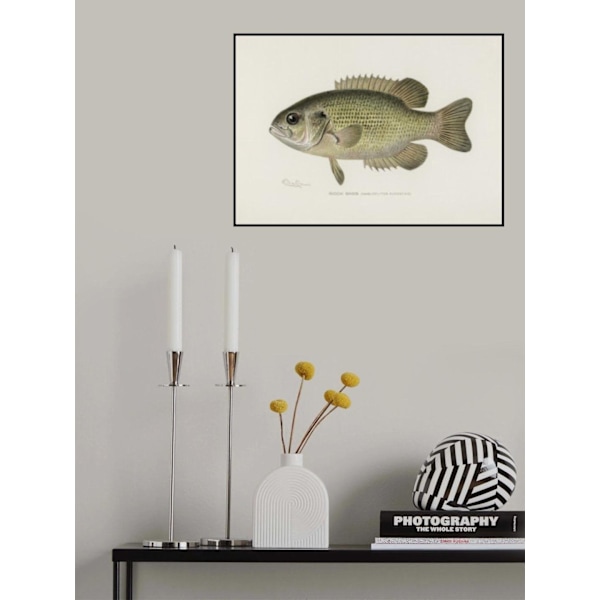 Rock Bass (Ambloplites Rupestris) By Sherman F. Denton (1856 1937) MultiColor 21x30 cm