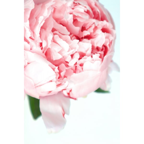 Blush Peony Vii MultiColor 21x30 cm