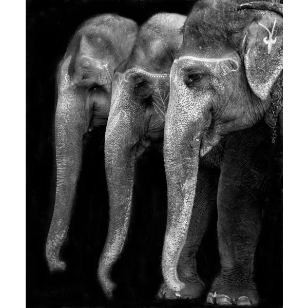 Nature\\'S Great Masterpiece, En Elefant Den Eneste Harmløse Store MultiColor 30x40 cm