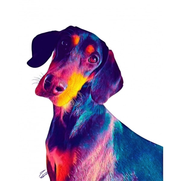 Finn Dog MultiColor 50x70 cm