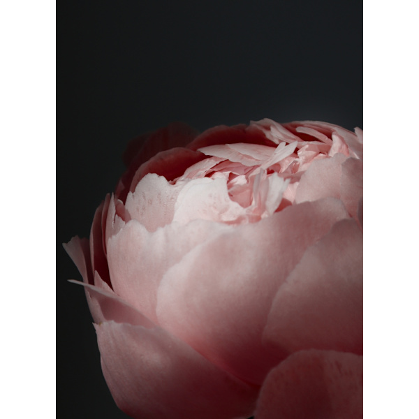 Moody Blush Peony Ii MultiColor 50x70 cm