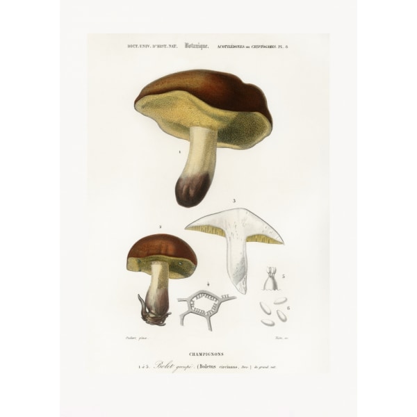 Svampe (Boletus Circinans) MultiColor 50x70 cm