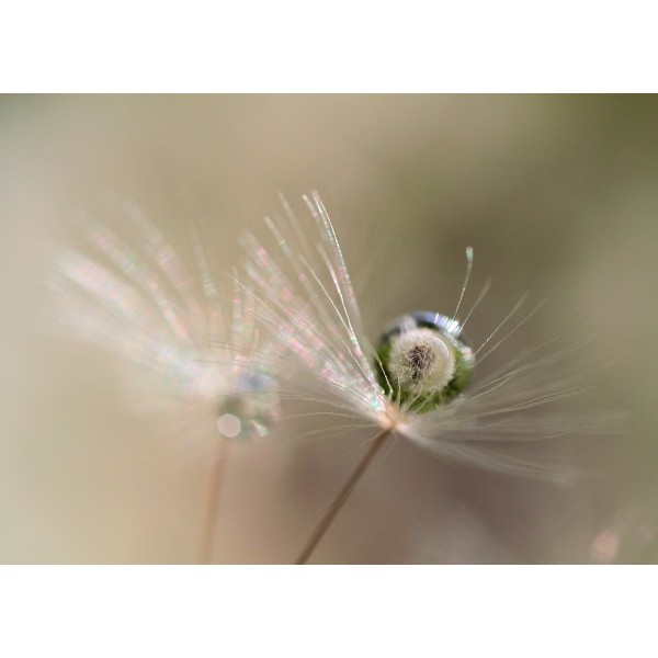 Star Of Dandelion MultiColor 21x30 cm