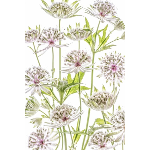 .Astrantia. MultiColor 21x30 cm