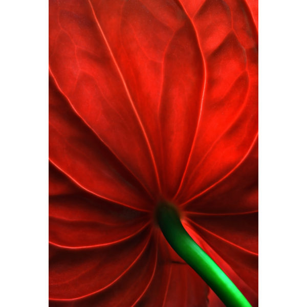 Anthurium-kukka MultiColor 30x40 cm