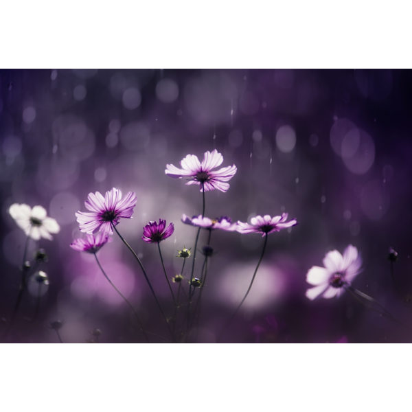 Purple Flash MultiColor 30x40 cm