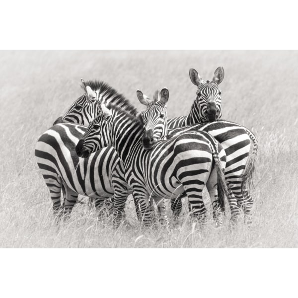 Zebras MultiColor 50x70 cm