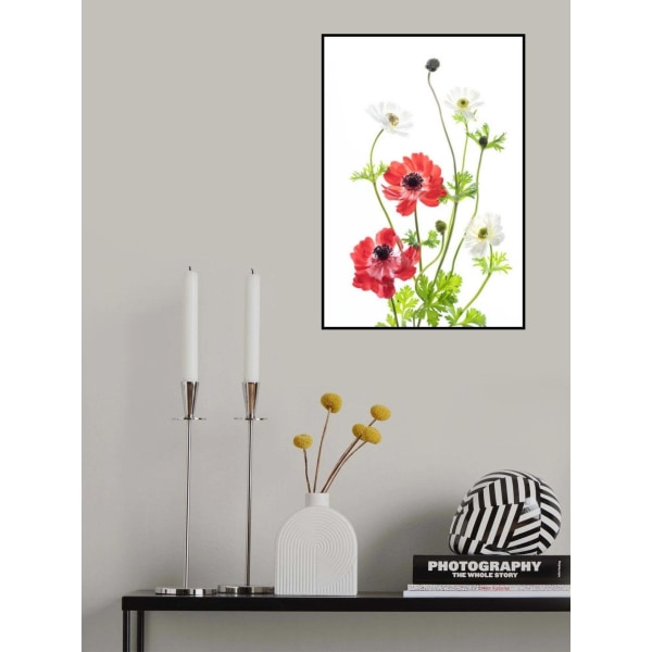 Kevätanemonien perhe MultiColor 50x70 cm