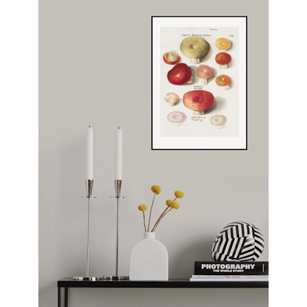 Boleten, Boletales Standing MultiColor 30x40 cm