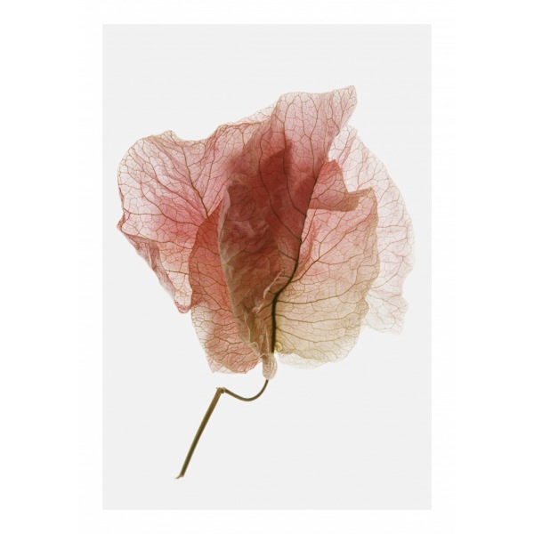Bougainvillea Study No4 MultiColor 21x30 cm