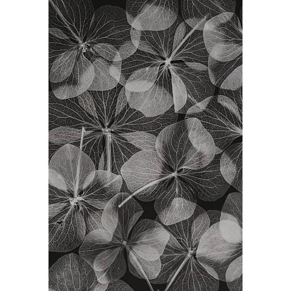 Botanical 48 MultiColor 30x40 cm