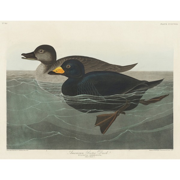 American Scoter Duck From Birds Of America (1827) MultiColor 70x100 cm