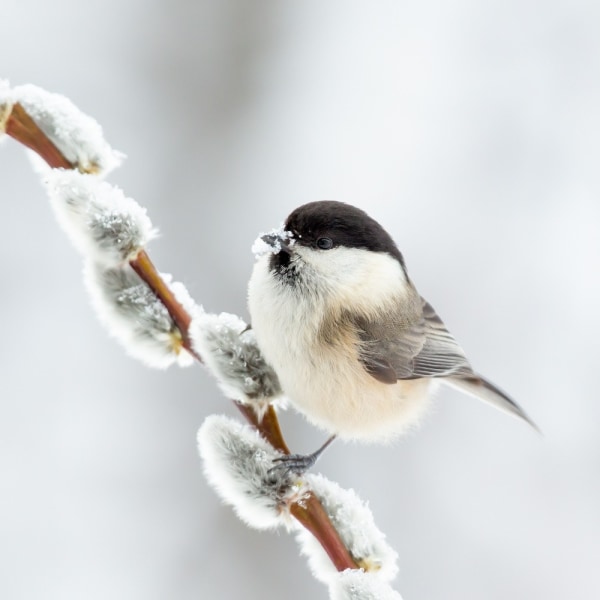 Willow Tit In Winter. MultiColor 50x70 cm