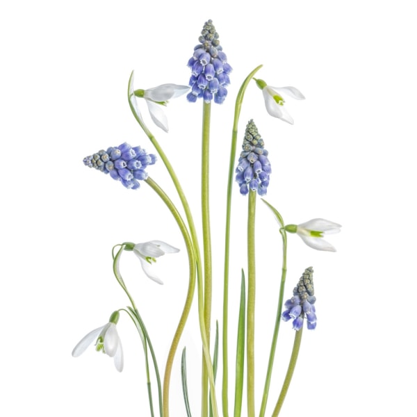 Muscari ja Galanthus MultiColor 30x40 cm