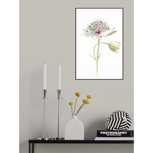 Simply Astrantia MultiColor 50x70 cm