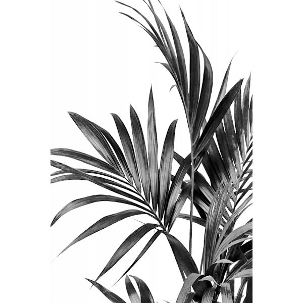 Palm Leaves Black And White 01 MultiColor 70x100 cm