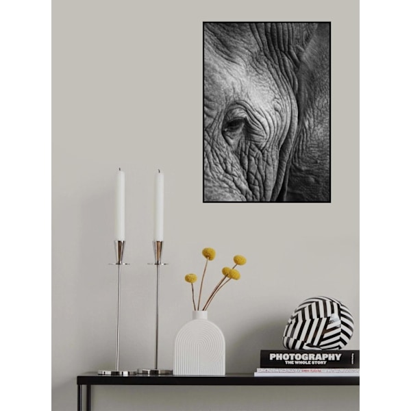 Elephant Study MultiColor 50x70 cm