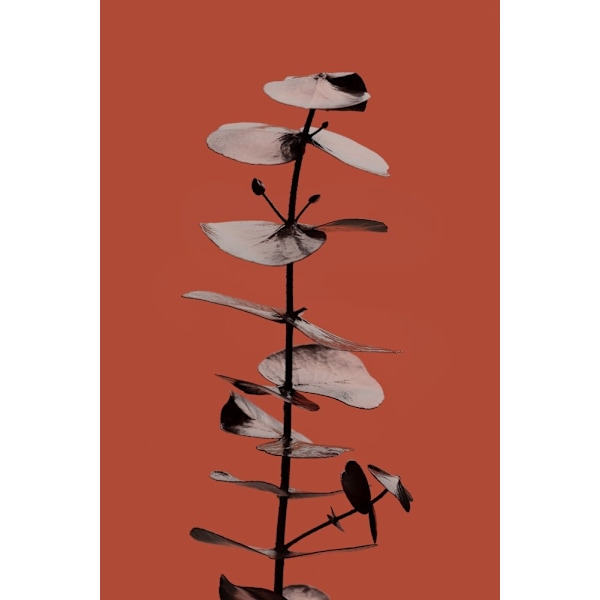 Eucalyptus Rust 02 MultiColor 50x70 cm