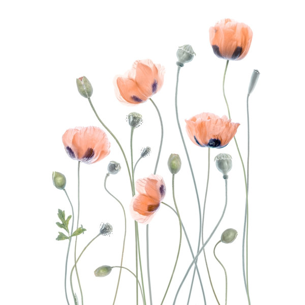 Poppies MultiColor 21x30 cm
