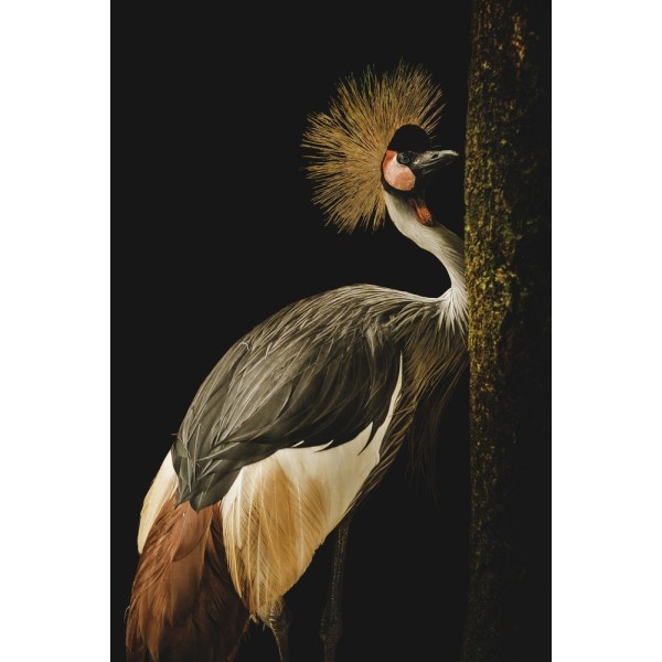 Grey Crowned Crane MultiColor 21x30 cm