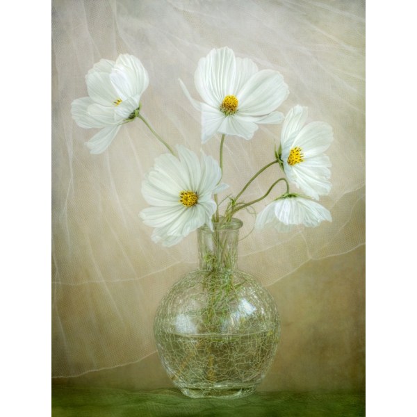 Cosmos Breeze MultiColor 70x100 cm