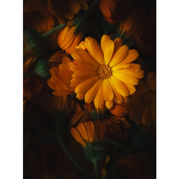 Golden Flower MultiColor 21x30 cm