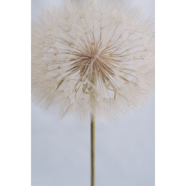 Delicate Dandelion MultiColor 70x100 cm