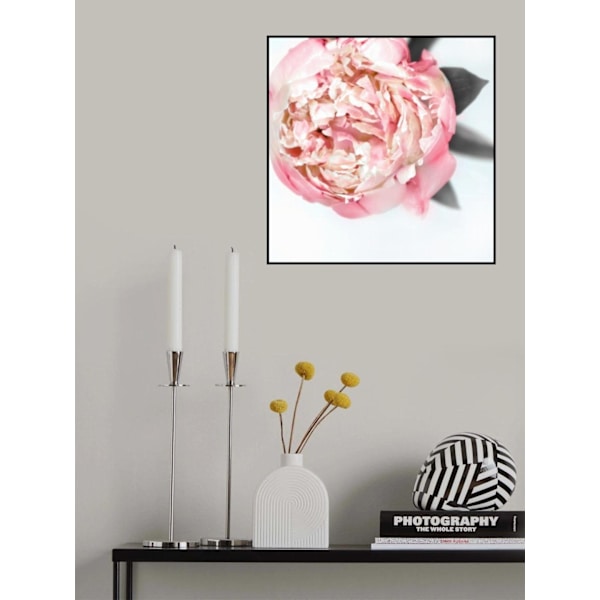 Blush Peony Iii MultiColor 21x30 cm
