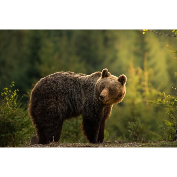 Backlit Bear MultiColor 70x100 cm