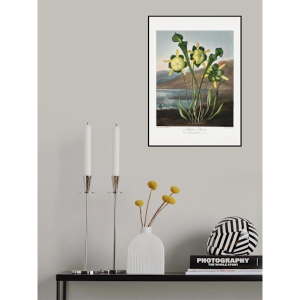 Pitcher Plant From The Temple Of Flora (1807) MultiColor 30x40 cm