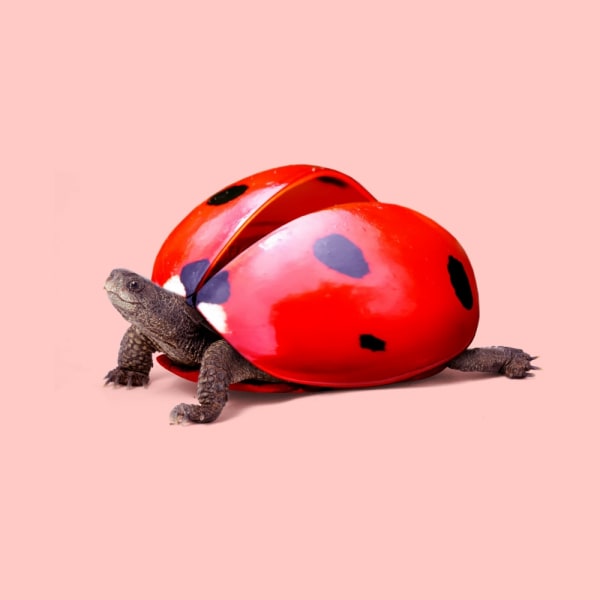 Ladybug Turtle MultiColor 30x40 cm