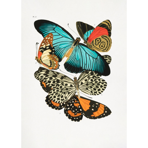 Butterflies 1 MultiColor 50x70 cm