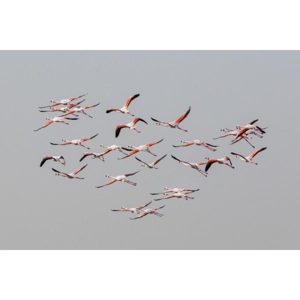 Greater Flamingos In Flight MultiColor 50x70 cm