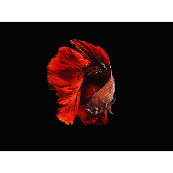 The Red MultiColor 30x40 cm