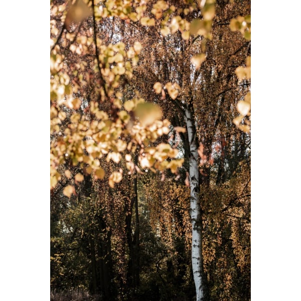 Autumn Birch Tree MultiColor 70x100 cm