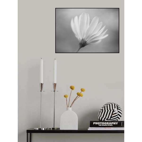 Gerbera MultiColor 70x100 cm