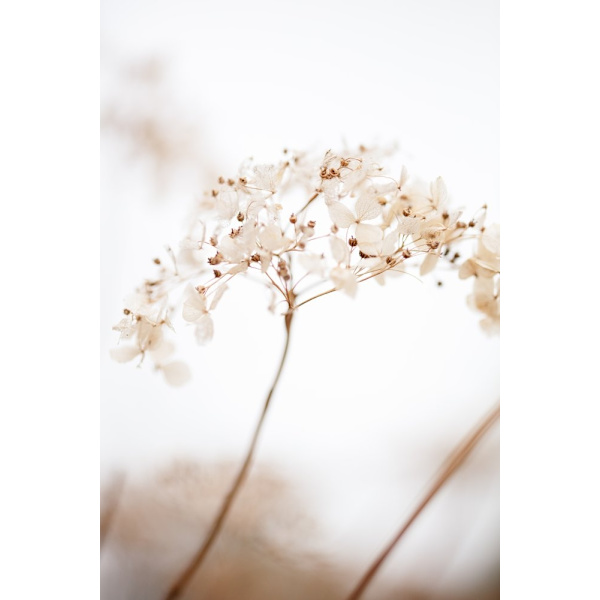 Soft Dried Flower_Brown MultiColor 21x30 cm