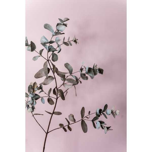 Eucalyptus 12 MultiColor 70x100 cm