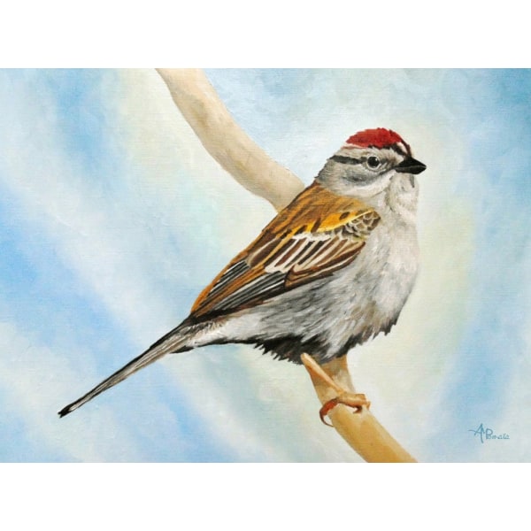 Chiping Sparrow MultiColor 21x30 cm